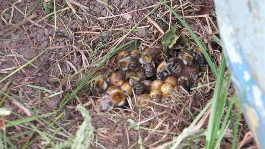 Шмелиное гнездо