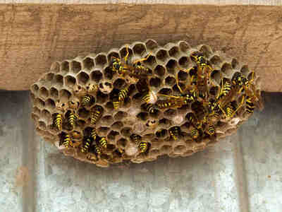 Осиное гнездо