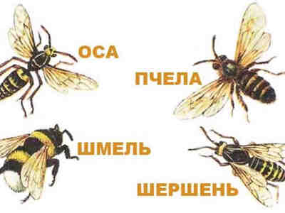 Представители перепончатокрылых