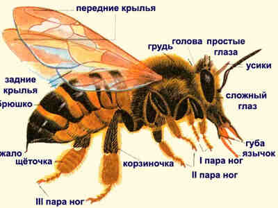 Строение пчелы