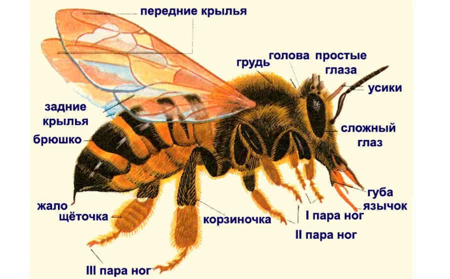 Строение пчелы