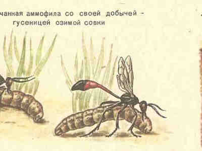 Оса Аммофила