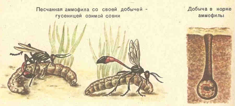 Оса Аммофила