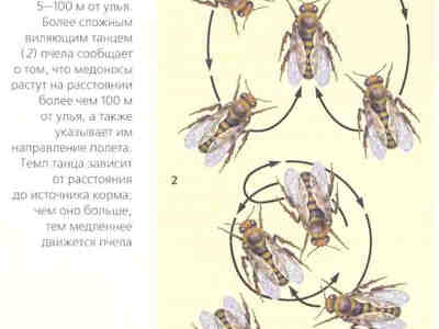 Танец пчелы