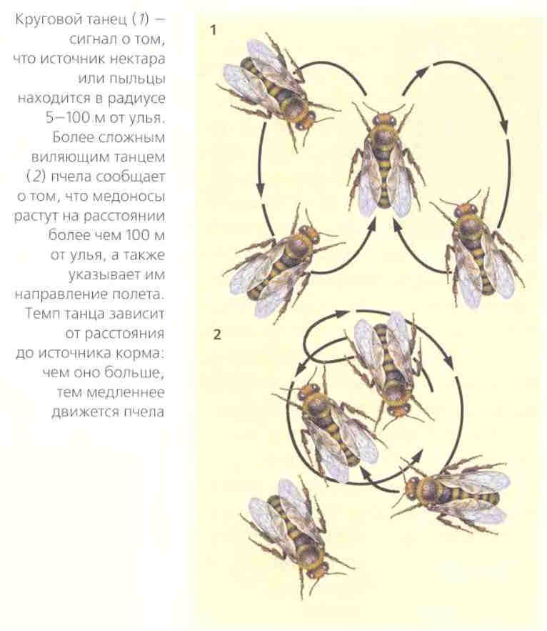 Танец пчелы