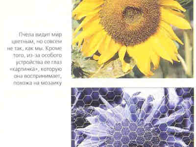 Как пчела видит мир
