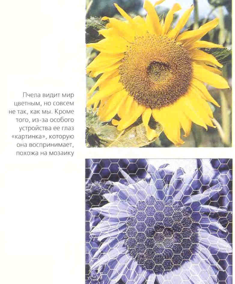 Как пчела видит мир