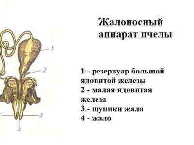 Жалоносный аппарат пчелы