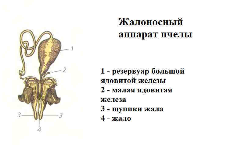 Жалоносный аппарат пчелы