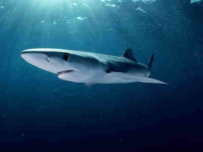 Большая часть акул обитает в соленой воде, но некоторые виды живут и в пресных водоемах.