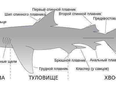Строение акулы