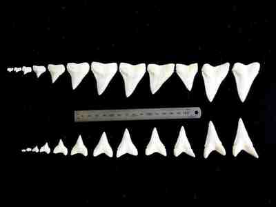 Зубы акулы