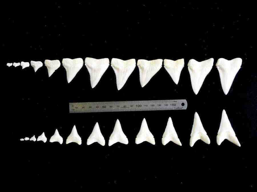 Зубы акулы