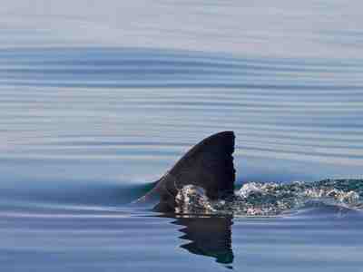 Плавник белой акулы