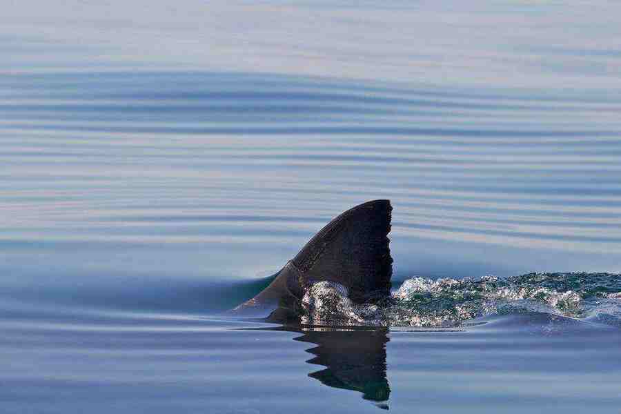 Плавник белой акулы