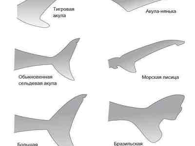 Хвосты акул