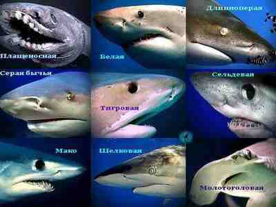 Глаза акулы