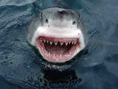 Пасть акулы