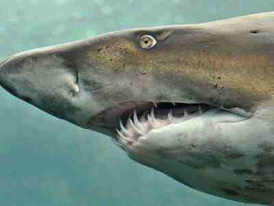Челюсти акулы