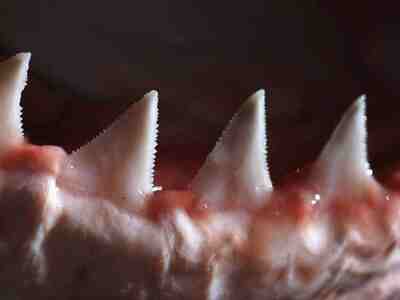 Острые зубы белой акулы