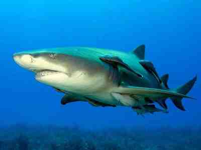 Акула в море