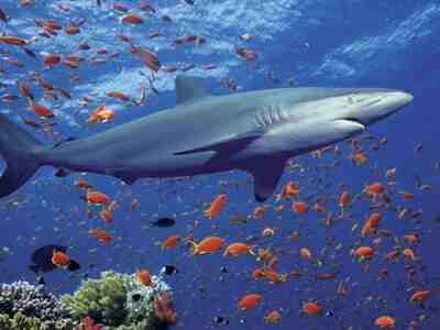 Рифовая акула