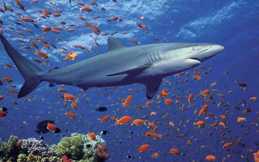 Рифовая акула