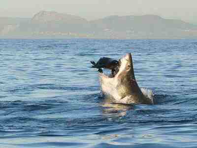 Акула охотится на тюленя