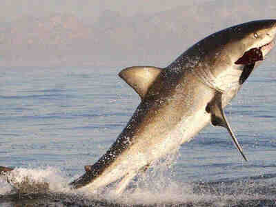 Акула поймала тюленя