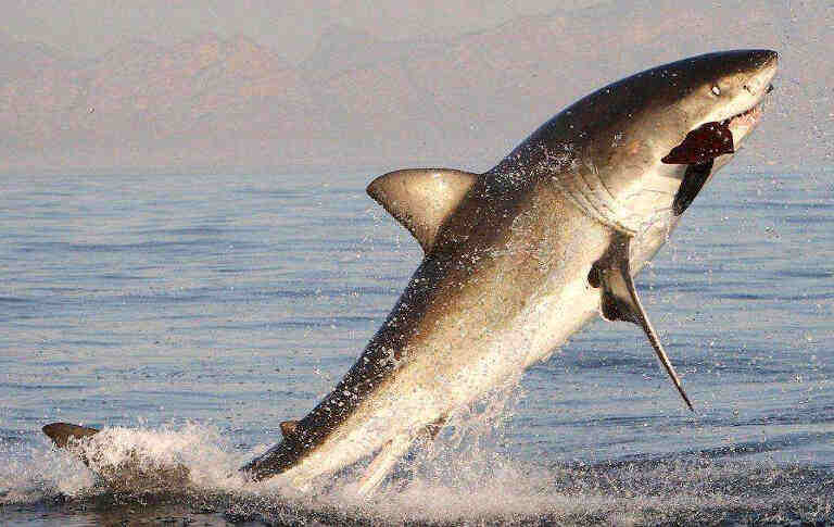 Акула поймала тюленя