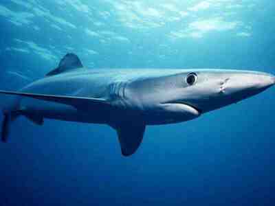 Синяя (голубая) акула