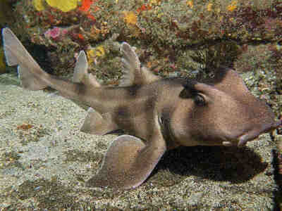 Шлемовидная бычья акула