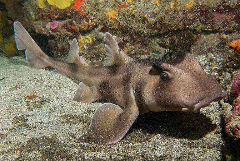 Шлемовидная бычья акула