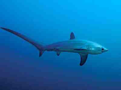 Лисья акула (морская лисица)