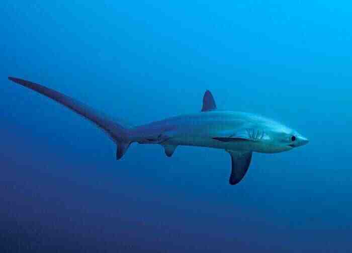 Лисья акула (морская лисица)