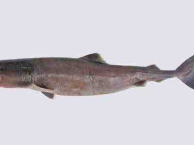 Ложнопесчаная акула