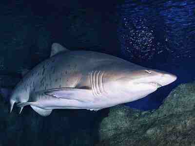 Песчаная акула