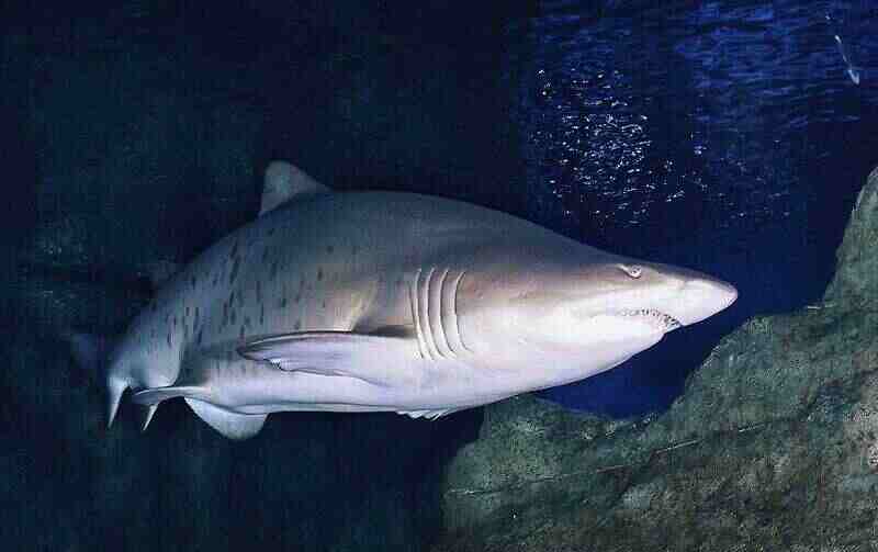 Песчаная акула