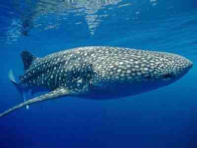 Китовая акула
