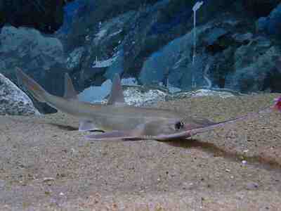 Японский пилонос