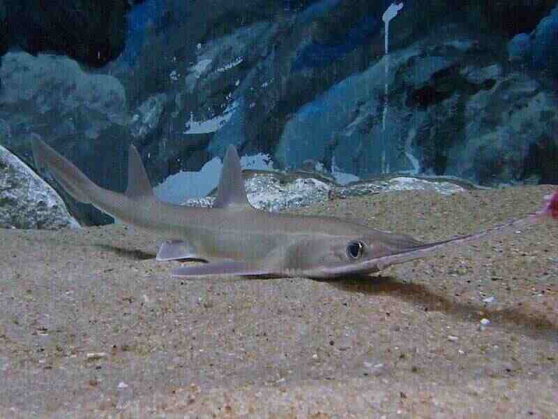 Японский пилонос