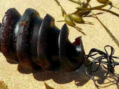 Яйцевая капсула акулы