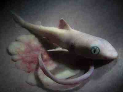 Новорождённая акула
