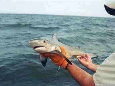 Детёныш тупорылой акулы