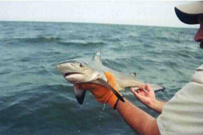 Детёныш тупорылой акулы