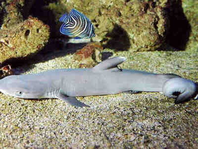 Детёныш акулы