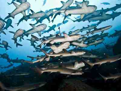 Стая акул