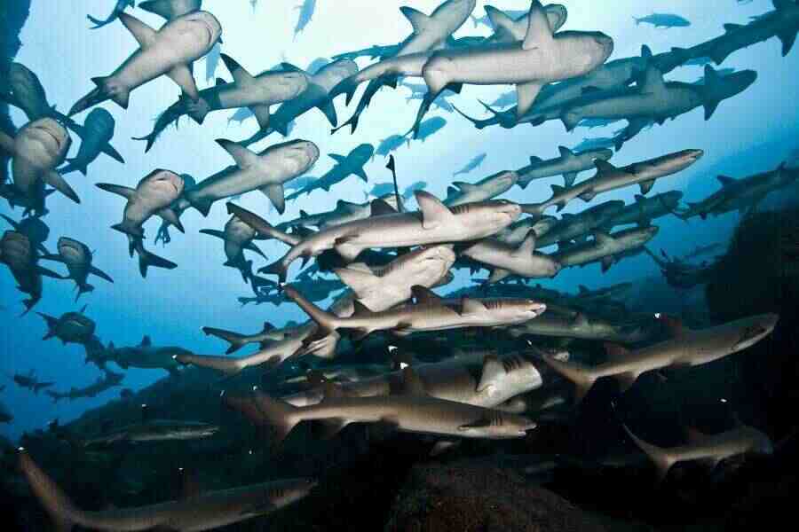 Стая акул