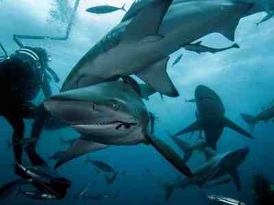 Стая акул