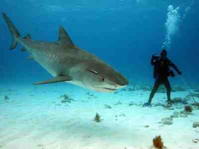 Водолаз и акула